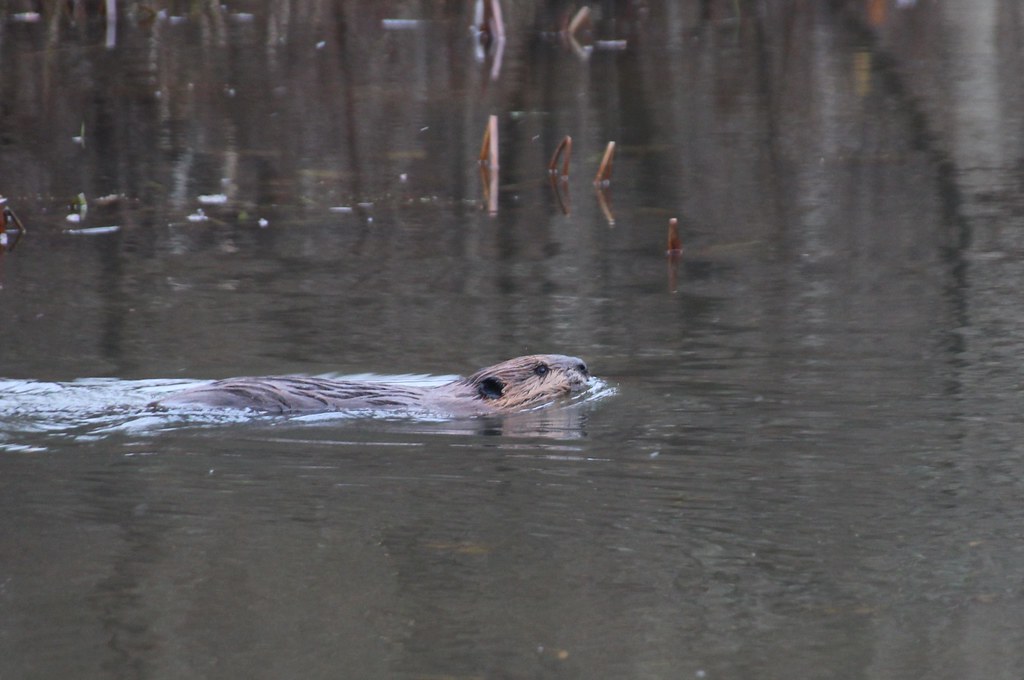 Ripples in the water - Observer Today